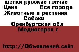 щенки русские гончие › Цена ­ 4 000 - Все города Животные и растения » Собаки   . Оренбургская обл.,Медногорск г.